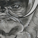 Tattoos - Gorilla - 27591